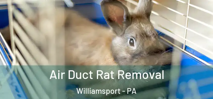  Air Duct Rat Removal Williamsport - PA
